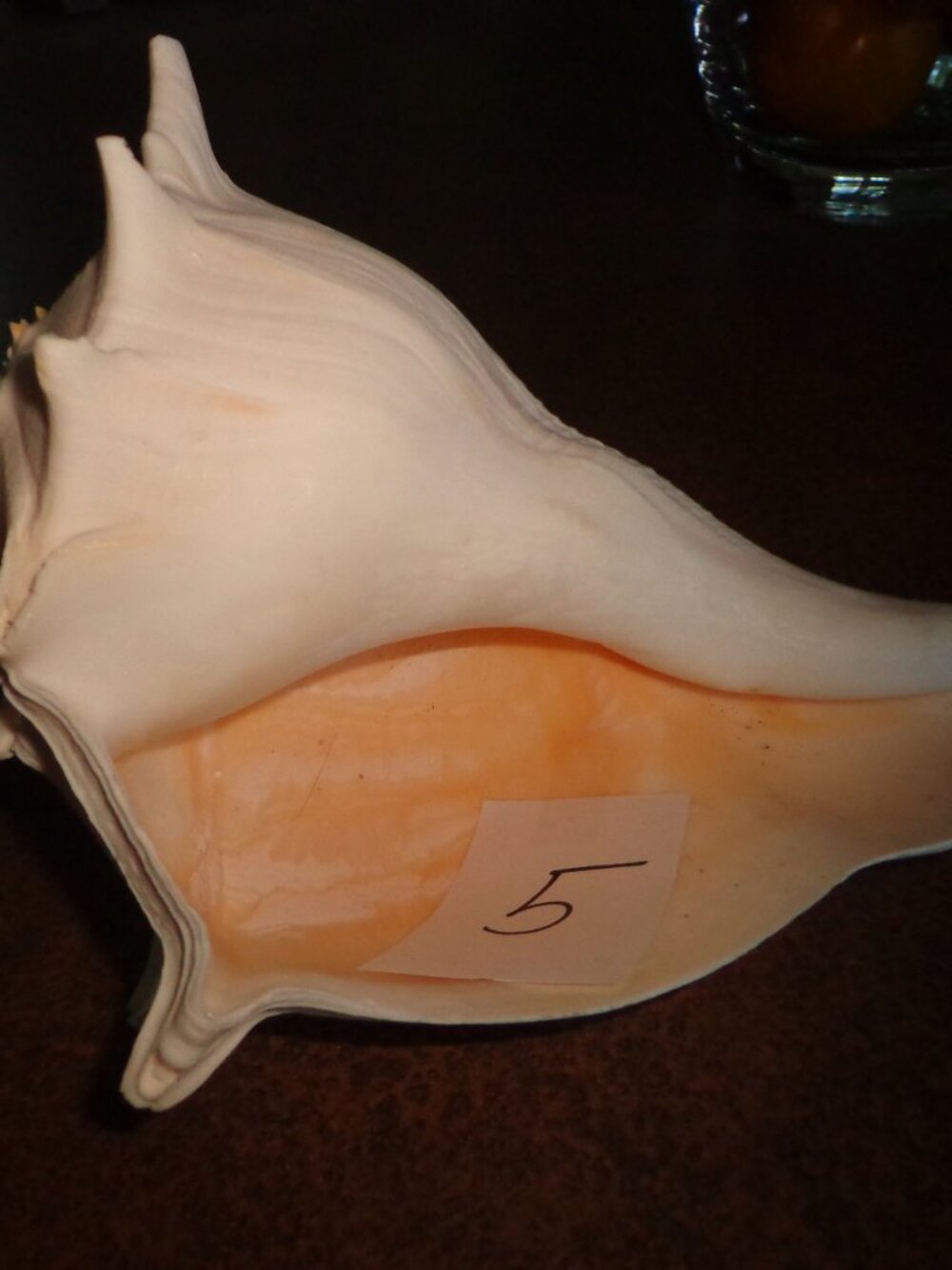 Sea Shell Lightning whelk 10" White Heavier Weight Unique